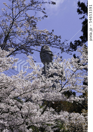[奈良県]　壷阪寺　桜　春 54653391