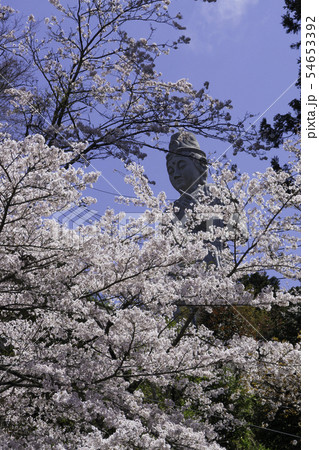 [奈良県]　壷阪寺　桜　春 54653392
