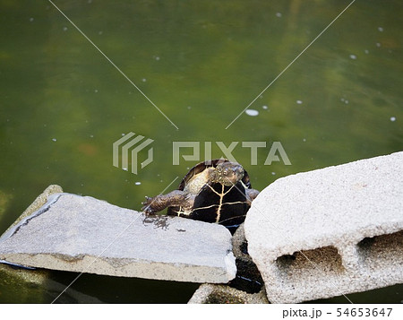 カメ@新宿 カメ@新宿 54653647