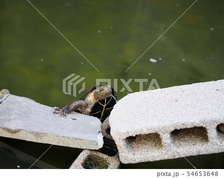 カメ＠新宿 54653648