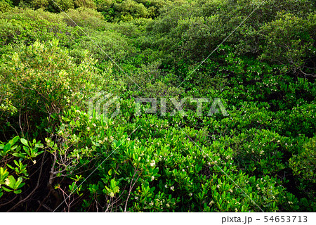マングローブ林 ヒルギ林 植物 54653713