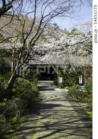 [静岡県]　龍潭寺　春期 54653770