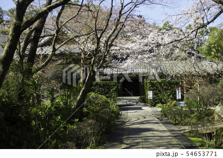 [静岡県]　龍潭寺　春期 54653771