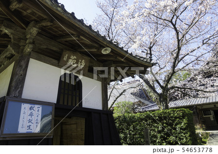 [静岡県]　龍潭寺　春期 54653778