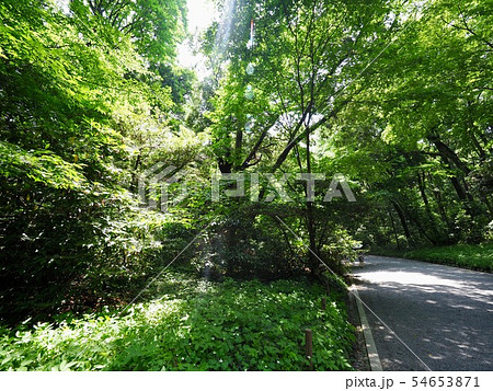 代々木公園 代々木公園 54653871