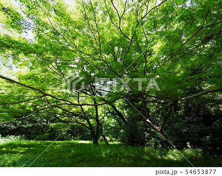 代々木公園 代々木公園 54653877