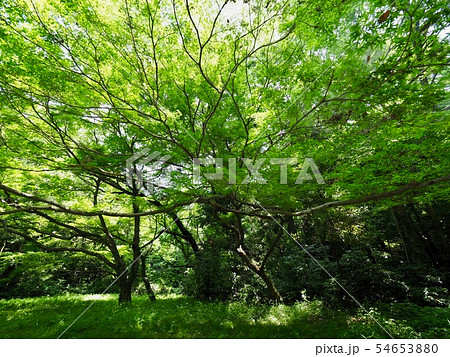 代々木公園 代々木公園 54653880