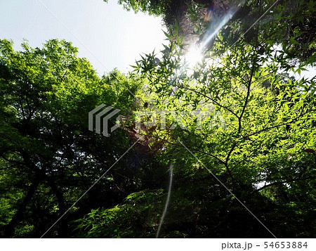 代々木公園 代々木公園 54653884
