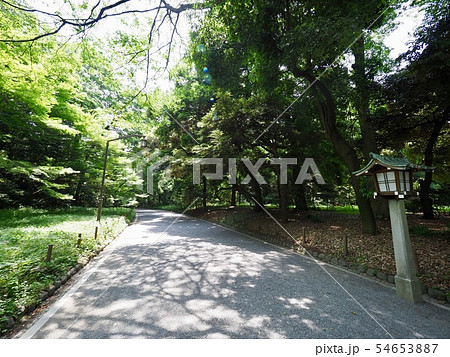 代々木公園 54653887