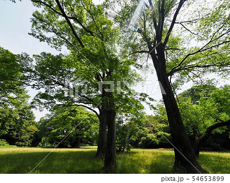 代々木公園 代々木公園 54653899