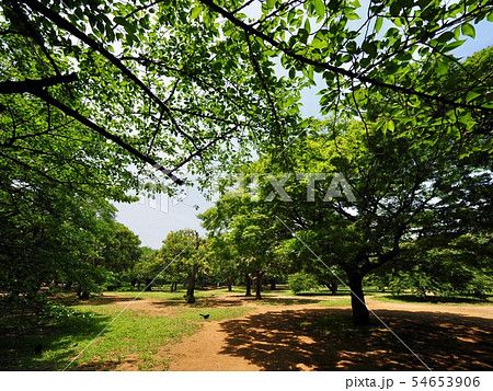 代々木公園 54653906