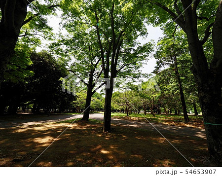 代々木公園 代々木公園 54653907