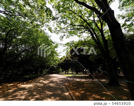 代々木公園 54653910