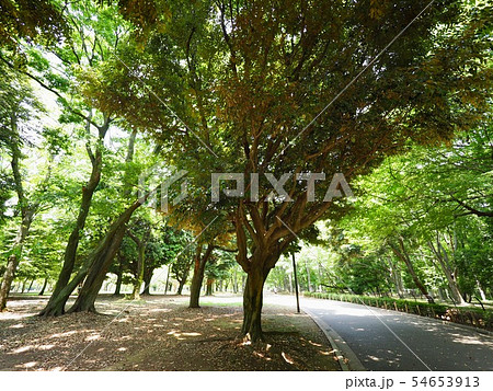 代々木公園 54653913