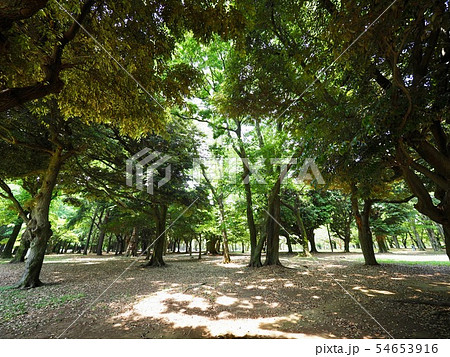 代々木公園 代々木公園 54653916
