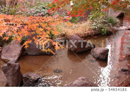 毛利庭園の紅葉 東京 六本木 の写真素材