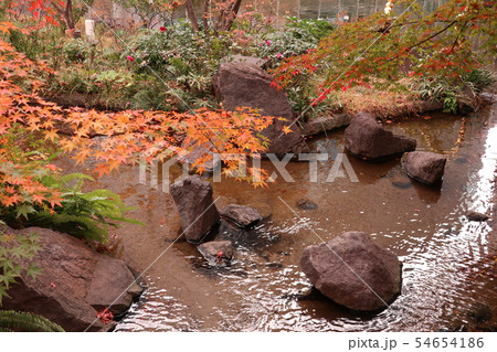 毛利庭園の紅葉 東京 六本木 の写真素材