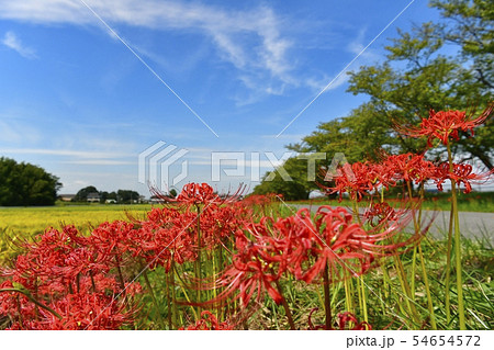 見沼代用水白岡伏越周辺に咲くヒガンバナと稲田に桜並木 見沼代用水白岡伏越周辺に咲くヒガンバナと稲田に桜並木 54654572
