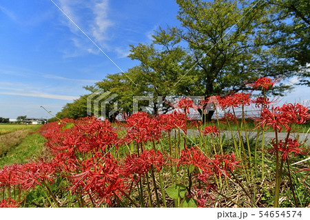 見沼代用水白岡伏越周辺に咲くヒガンバナと稲田に桜並木 54654574