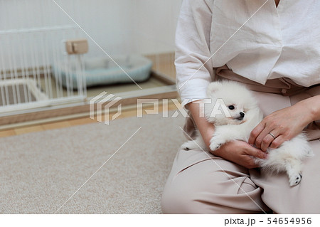 ポメラニアン (犬 ドッグ イヌ 生物 動物 血統書 仔犬 子供 わんこ ホワイト 白 血統 洋犬) ポメラニアン (犬 ドッグ イヌ 生物 動物 血統書 仔犬 子供 わんこ ホワイト 白 血統 洋犬) 54654956
