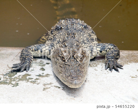 Crocodiles close up in Thailand Crocodiles close up in Thailand 54655220