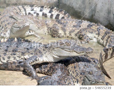 Crocodiles close up in Thailand 54655239