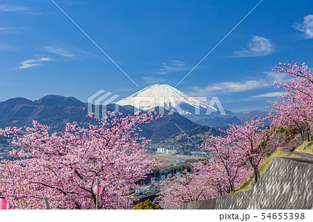 松田山の桜と富士山 松田山の桜と富士山 54655398