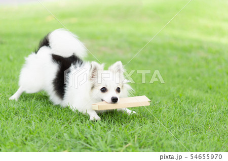 Closeup puppy pomeranian playing on green grass Closeup puppy pomeranian playing on green grass 54655970