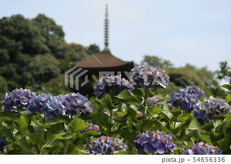 山口瑠璃光寺 山口瑠璃光寺 54656336