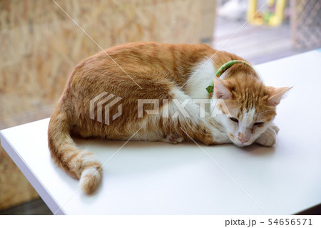 猫 ねこ ネコ 54656571