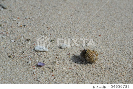 ヤドカリ 沖縄のビーチの写真素材