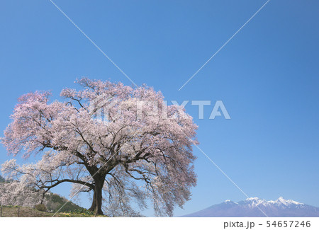 快晴のわに塚の桜 快晴のわに塚の桜 54657246