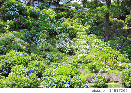 小田原城址公園のアジサイ08 小田原城址公園のアジサイ08 54657265