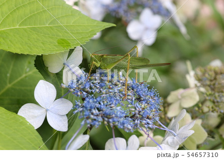 ヤブキリ ヤブキリ 54657310