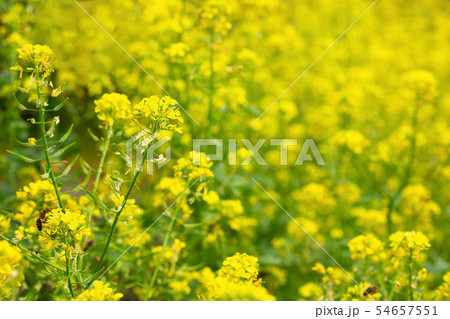 yellow mustard flowers with bee 54657551
