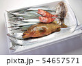 瀬戸内海の鮮魚（タチウオ、アコウ、サヨリ、メバル、コウイカ） 54657571