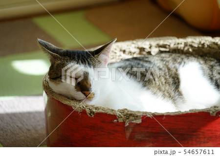 爪とぎサークルで寝ている猫 爪とぎサークルで寝ている猫 54657611
