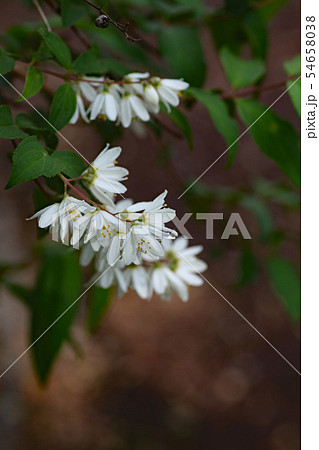 ウツギの花 54658038