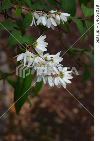 ウツギの花 54658039