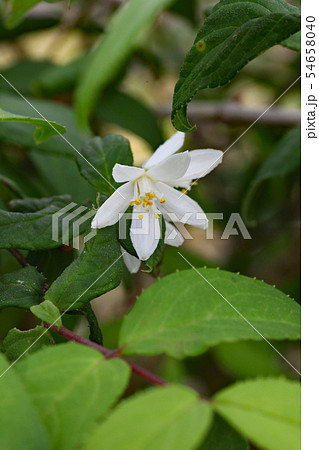 ウツギの花 54658040