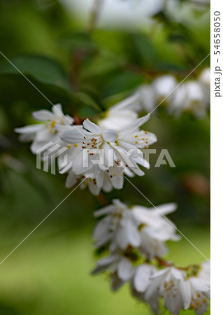 ウツギの花 54658050
