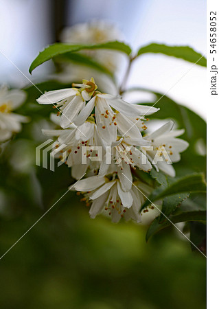 ウツギの花 54658052