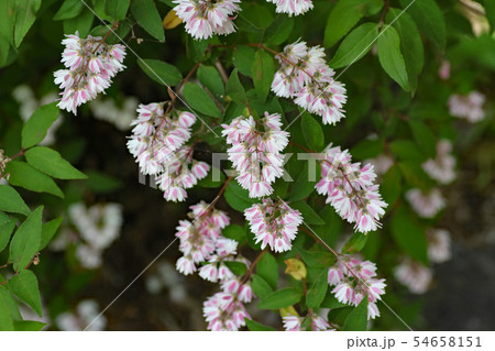 ウツギの花 54658151