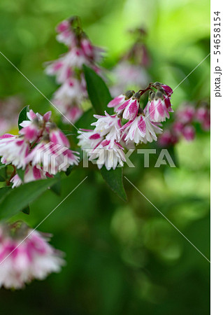ウツギの花 ウツギの花 54658154
