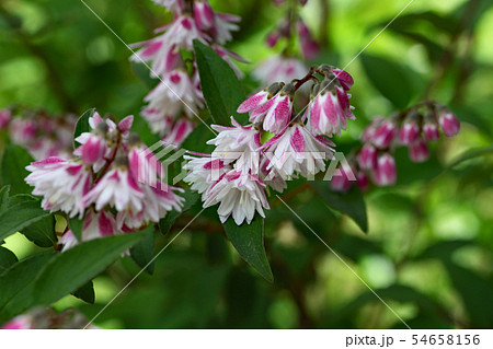 ウツギの花 ウツギの花 54658156