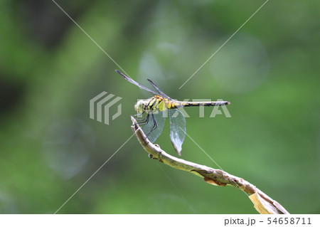 トンボの季節 トンボの季節 54658711