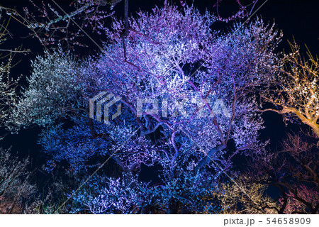 偕楽園 梅林 ライトアップ夜景 （茨城県水戸市） ※2019年3月 54658909