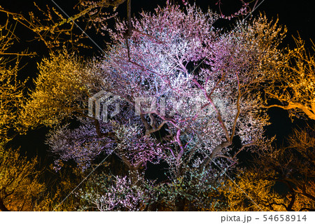 偕楽園 梅林 ライトアップ夜景 (茨城県水戸市) ※2019年3月 偕楽園 梅林 ライトアップ夜景 (茨城県水戸市) ※2019年3月 54658914