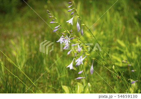 韓国 風景 植物園 54659130