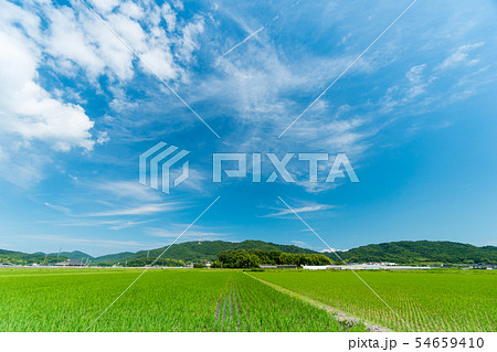 田植え後の水田の風景イメージ 田植え後の水田の風景イメージ 54659410
